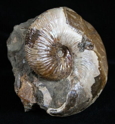 Very Displayable / Inch Hoploscaphites Ammonite #2058